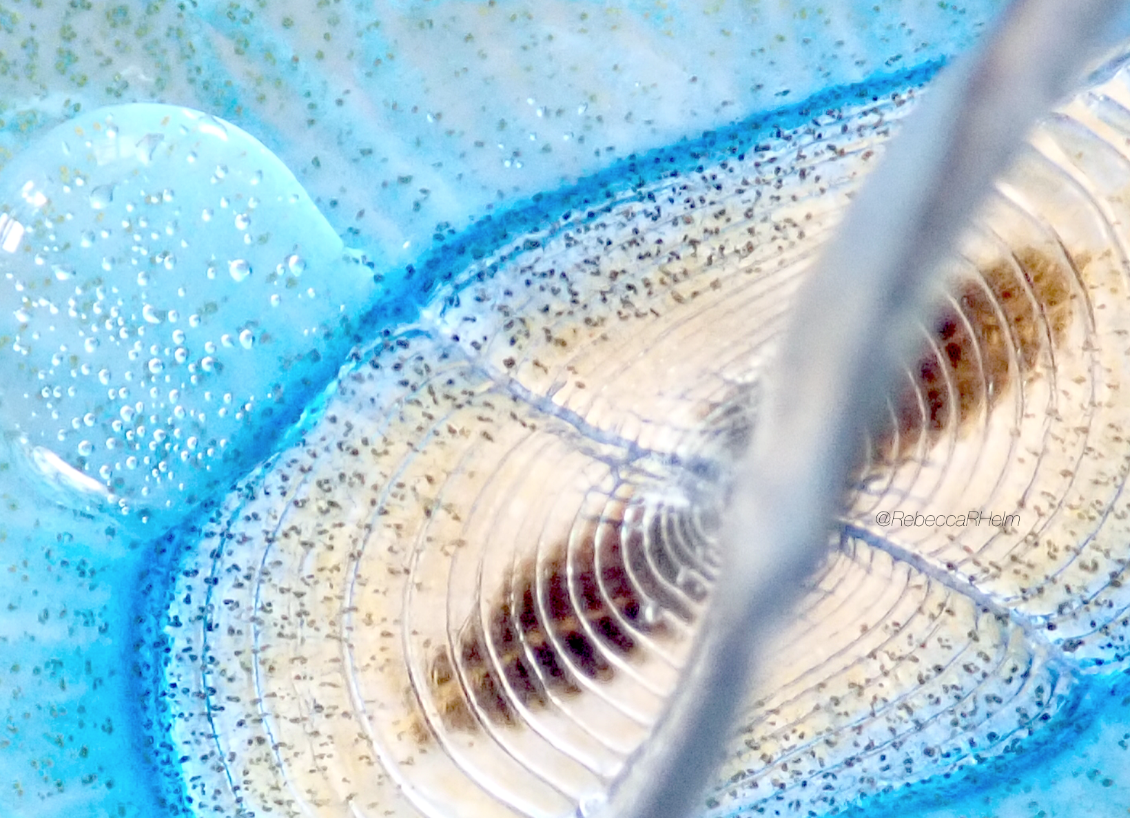 Floating life at the ocean's surface