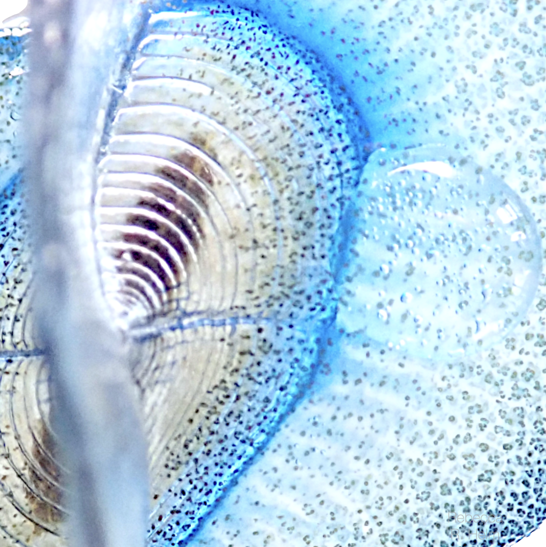 Floating life at the ocean's surface